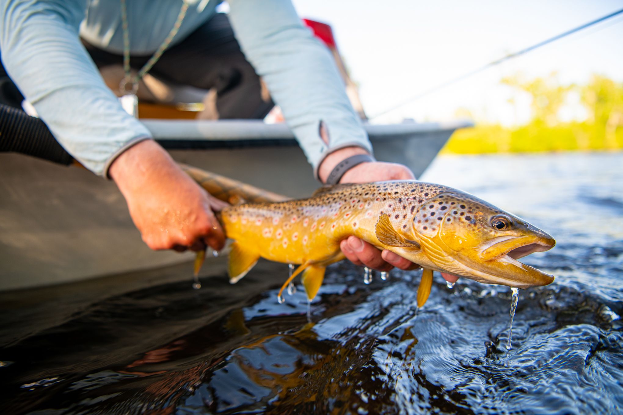 Big Hole River Fishing Report - Sunrise Fly Shop