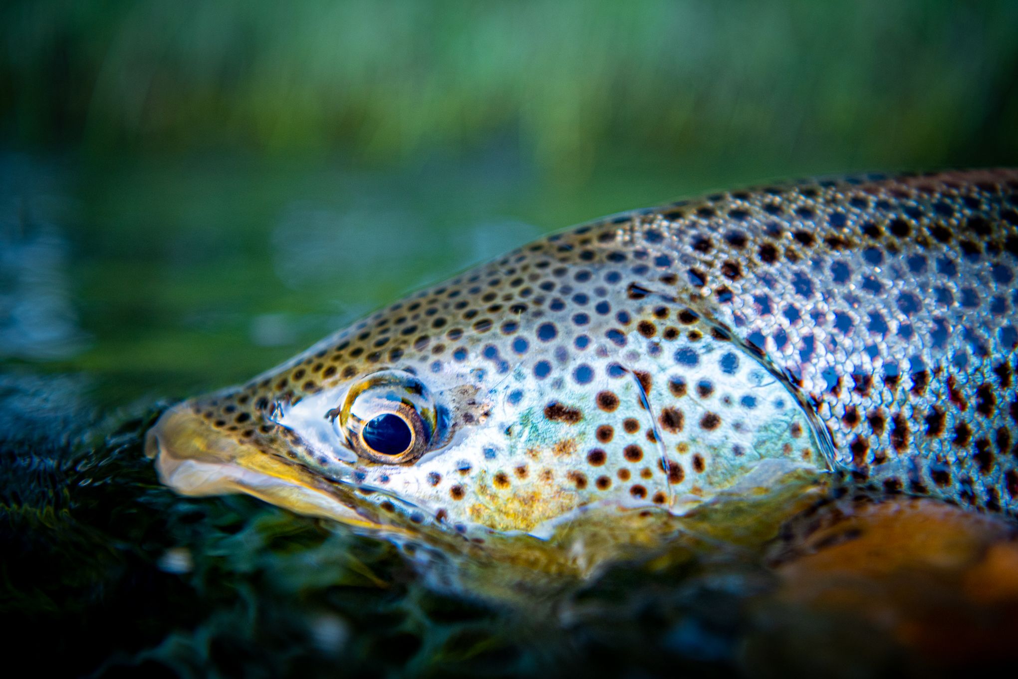 Chasing the Salmonfly Hatch on the Big Hole River - Sunrise Fly Shop