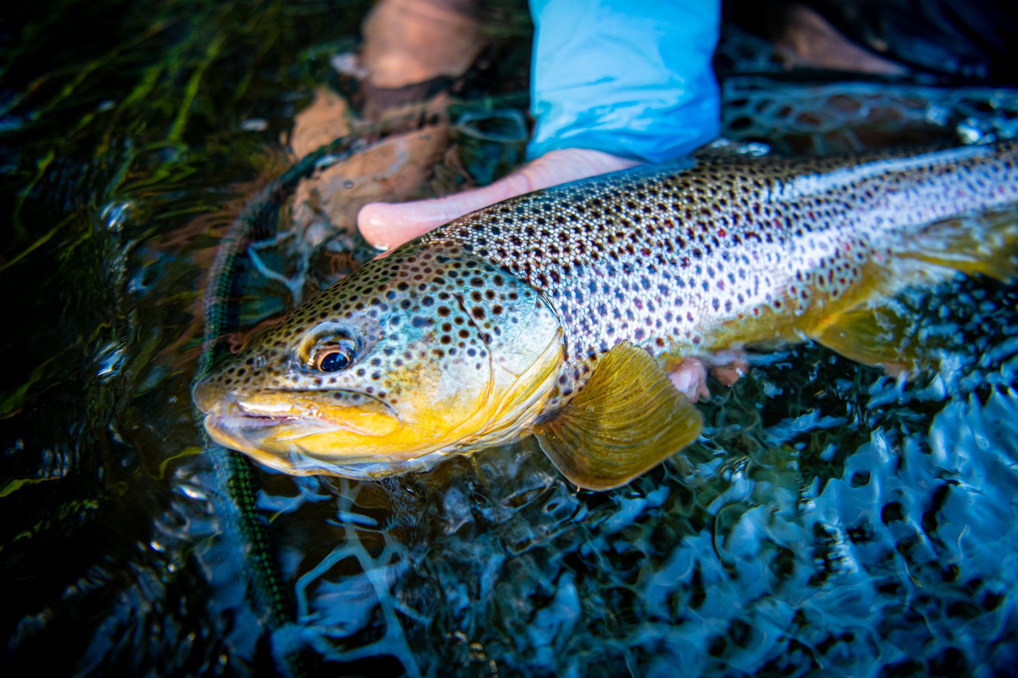 Sunrise Fly Shop - The Premier Clark Fork River Fly Fishing Trip Provider